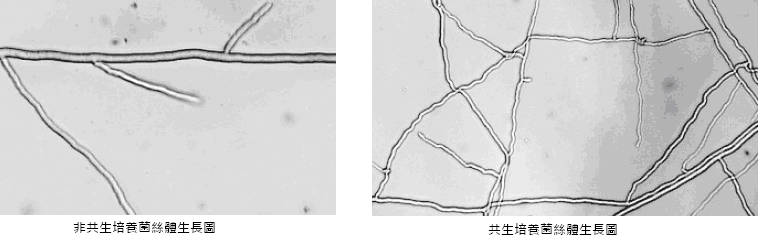 共生培養研發成果