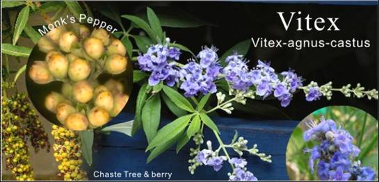 組織特異性荷爾蒙研究